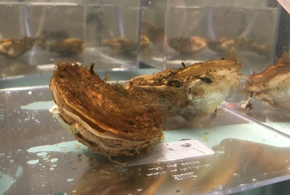 Le FEAMPA finance un projet d'aquaculture dans l'Aber Ildut