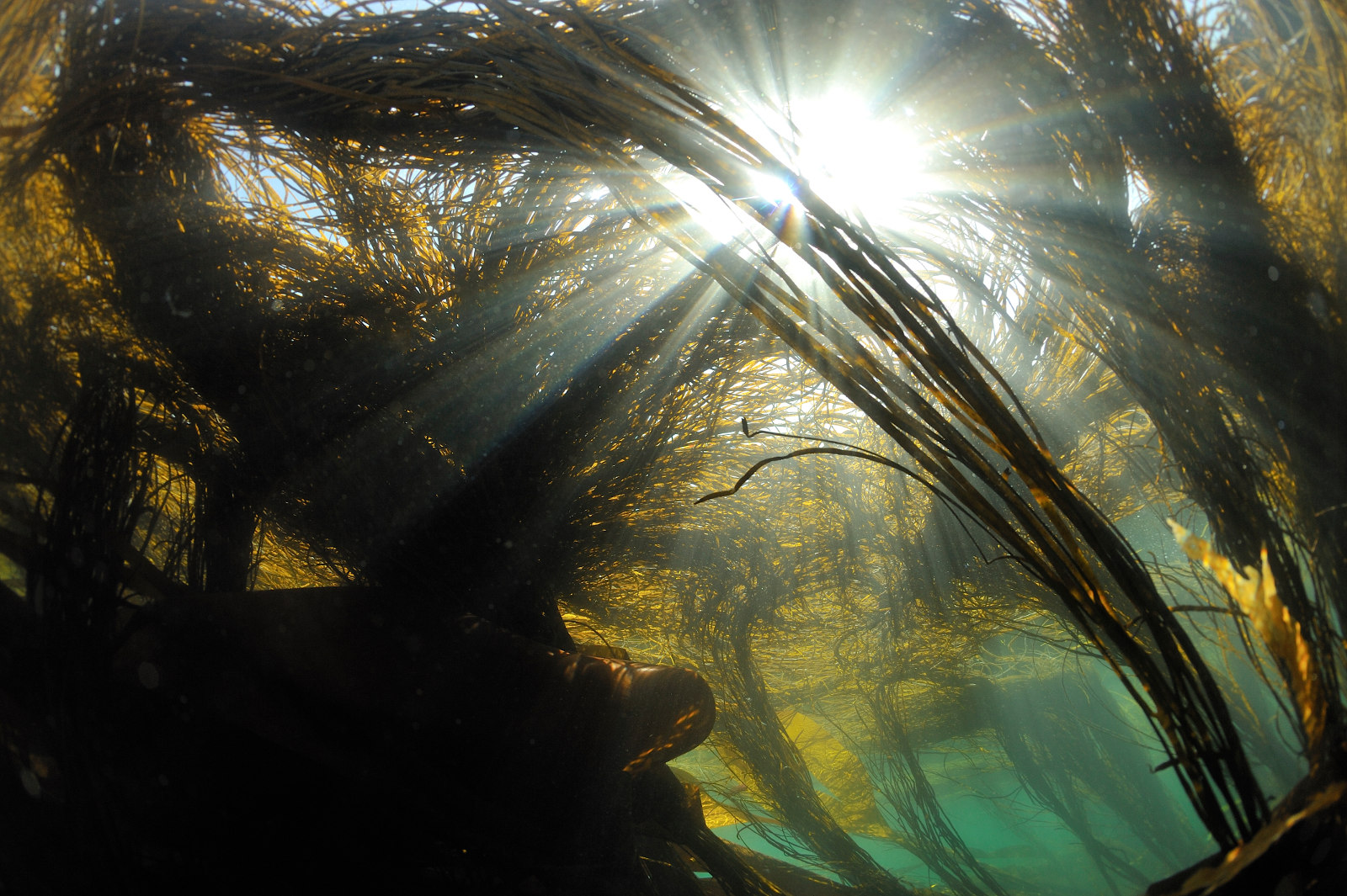 Forêt de laminaires en mer d'Iroise (Station biologique de Roscoff)