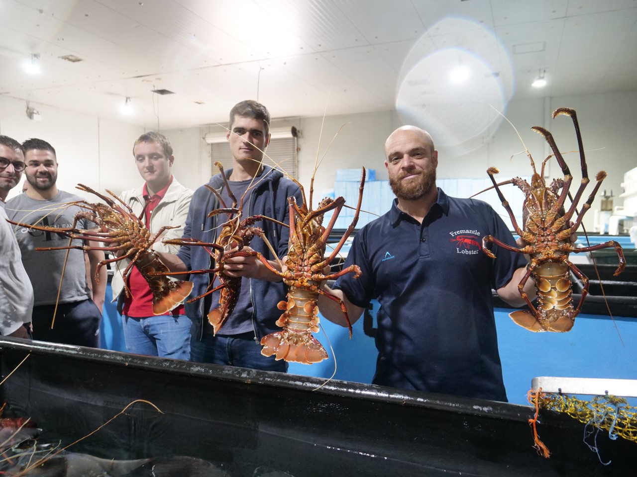 Pêcheurs de l'Iroise et Australiens coopèrent sur la langouste