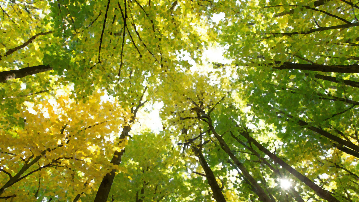 Invitation au lancement du programme forêt-bois Pays de Brest